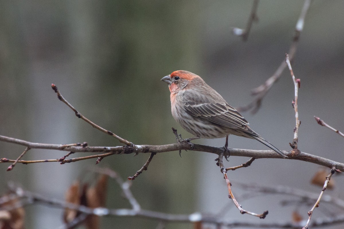 Burugorri arrunta - ML652379317