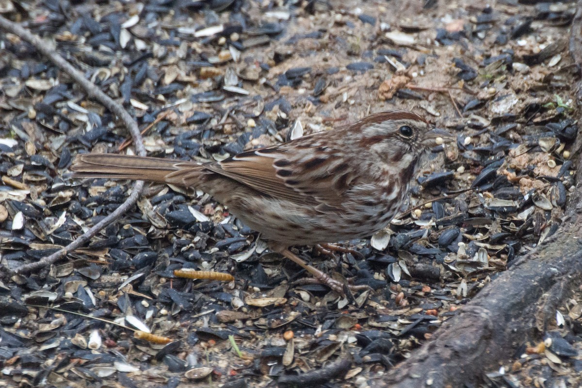 Song Sparrow - ML652379322