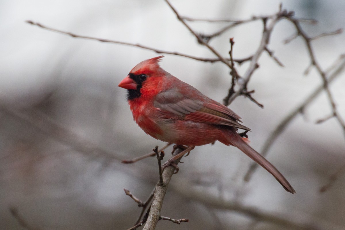 Kardinal arrunta - ML652379326