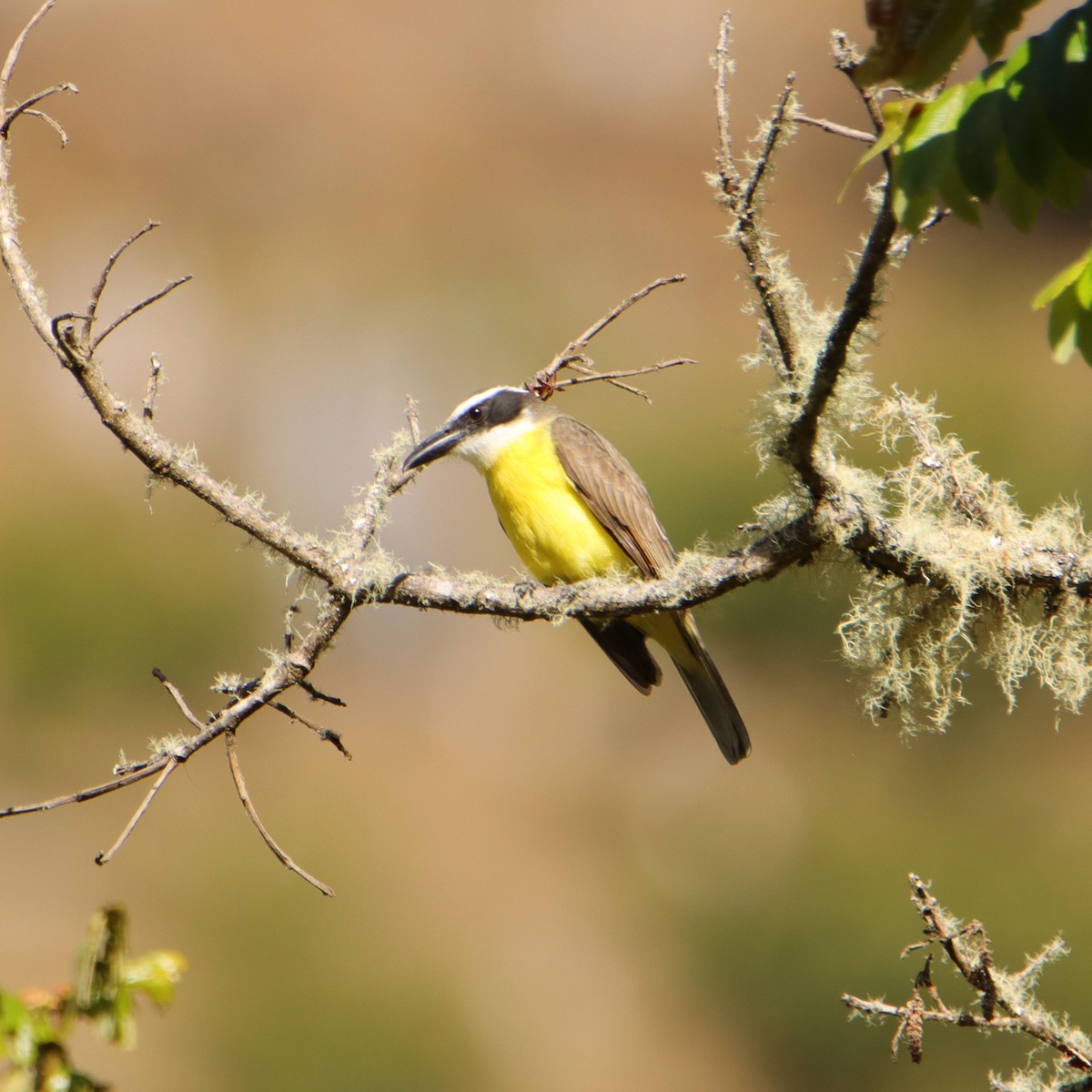 Пітанга-великодзьоб - ML652379360