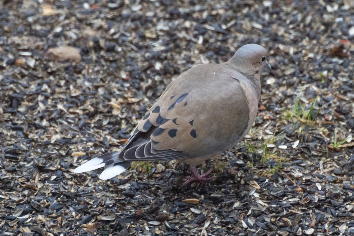 Zenaida arrunta - ML652379381