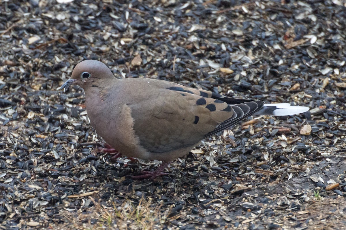 Zenaida arrunta - ML652379382