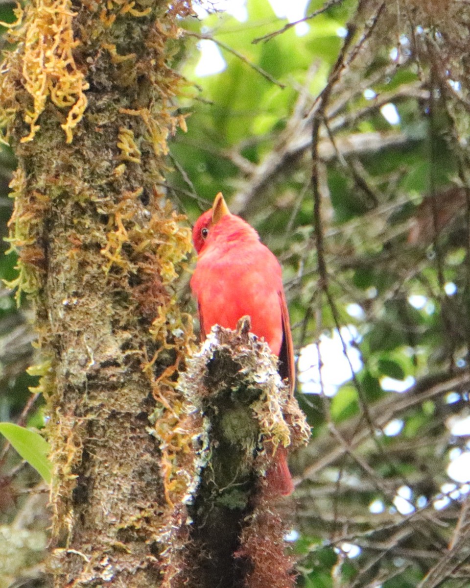 Піранга пломениста - ML652379613