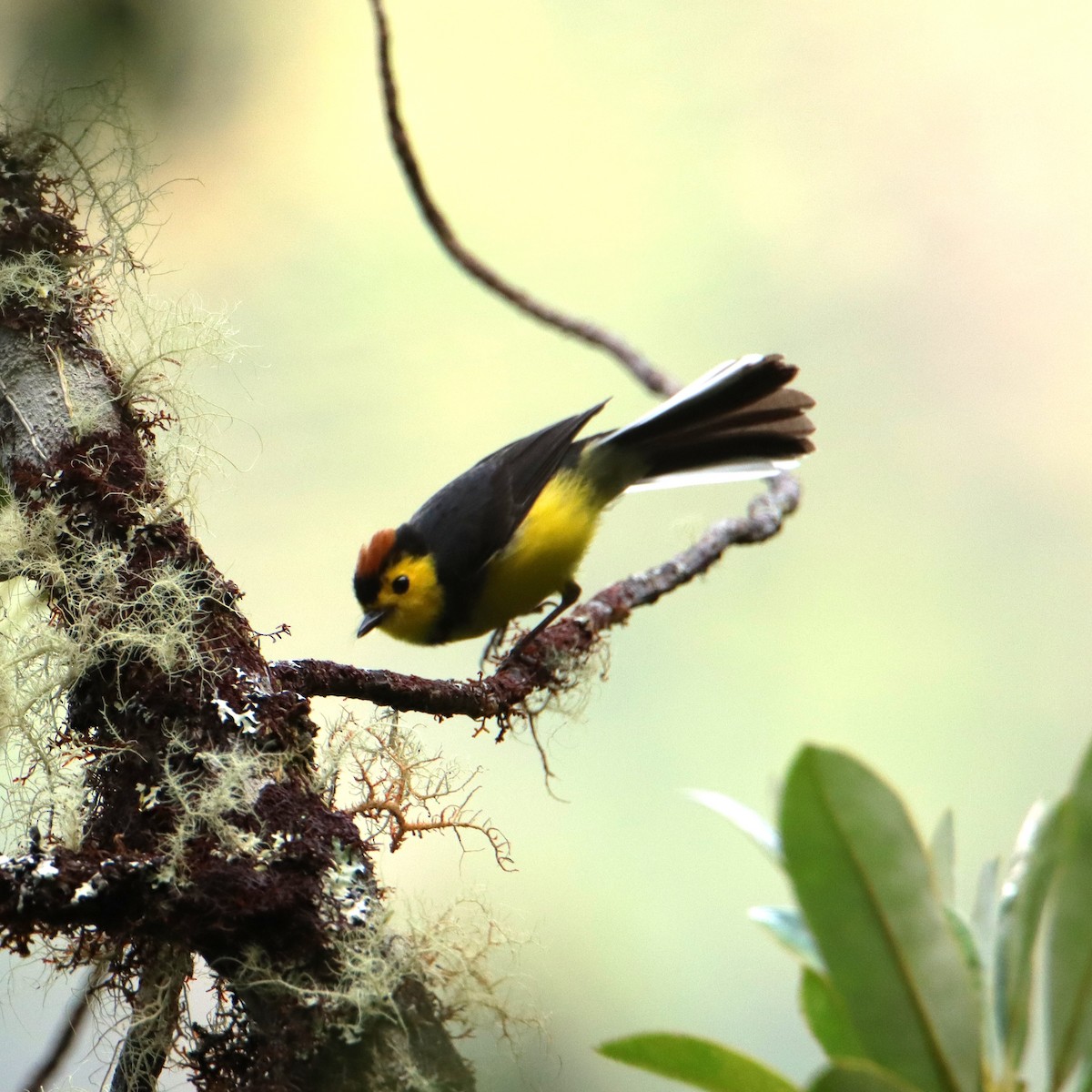 Чернітка коста-риканська - ML652379719