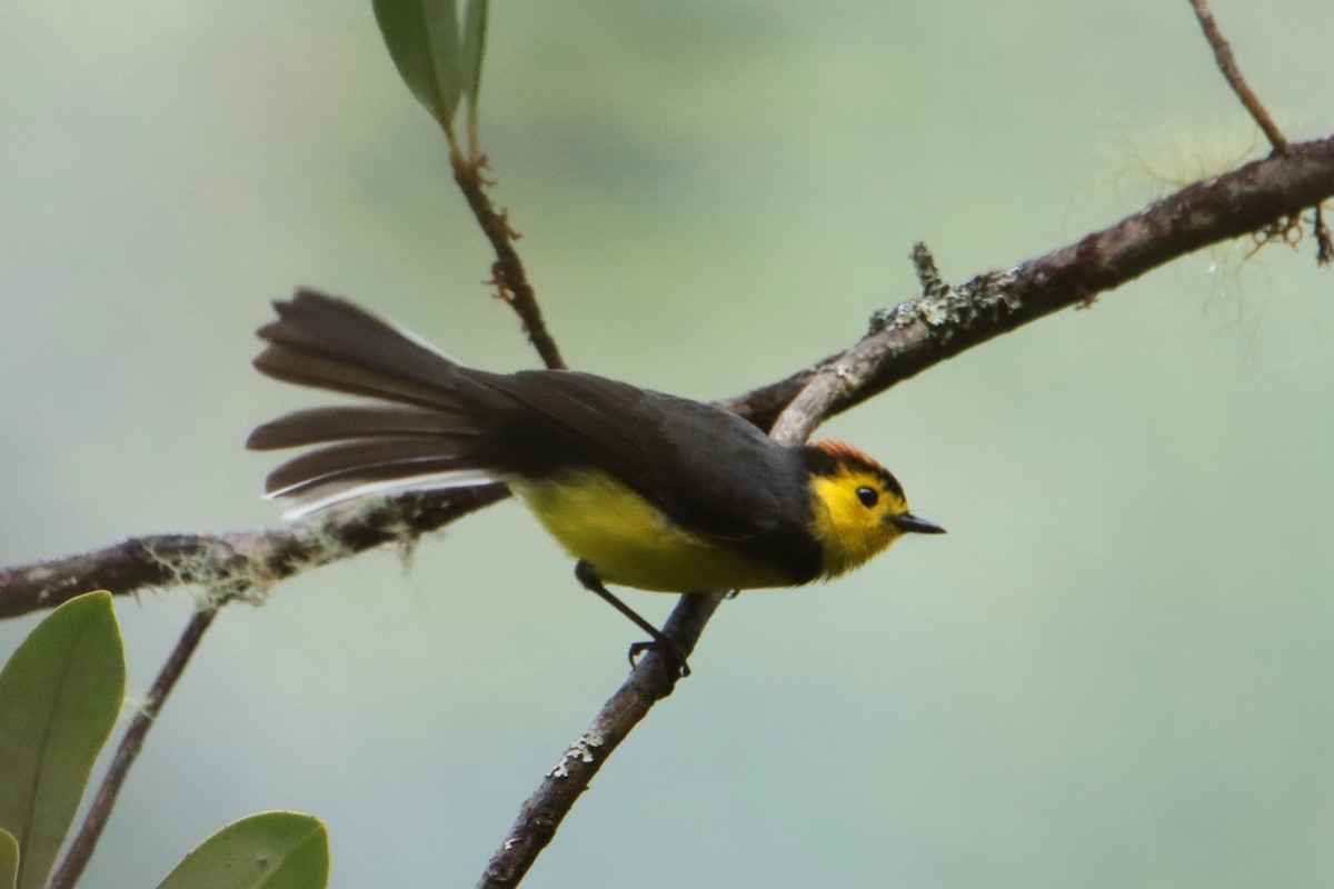 Чернітка коста-риканська - ML652379721