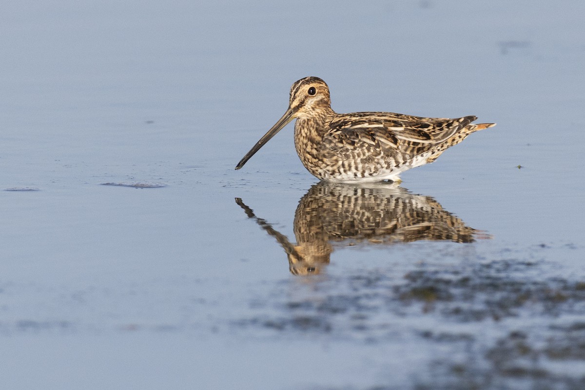 Баранець американський - ML652379755