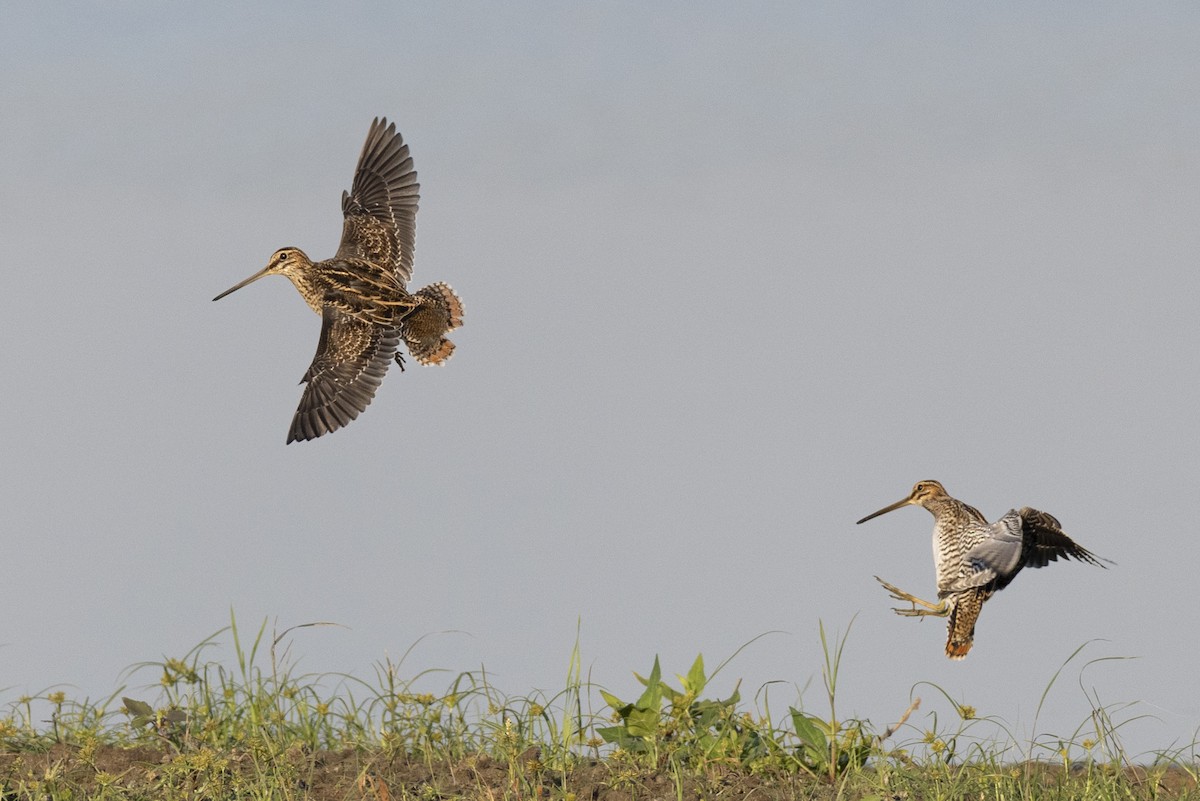 Баранець американський - ML652379756