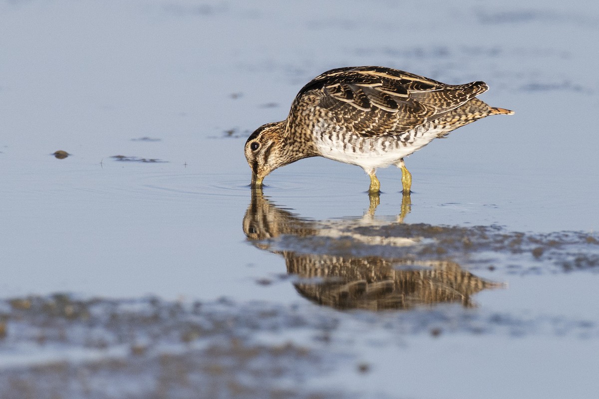 Баранець американський - ML652379757