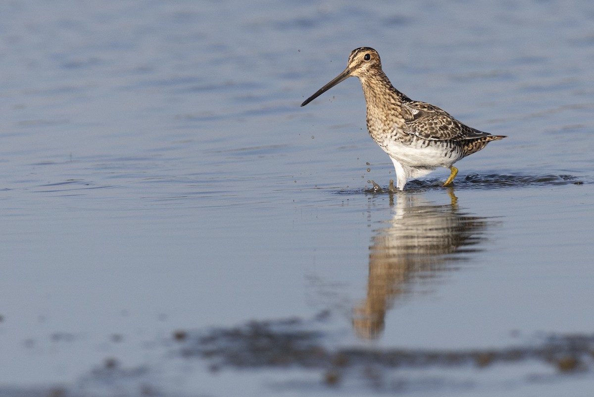 Баранець американський - ML652379758