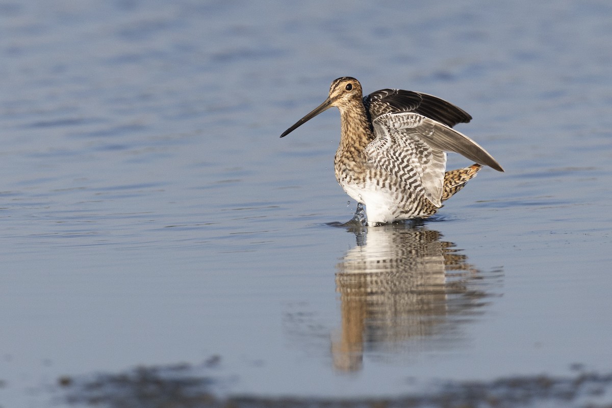 Баранець американський - ML652379759