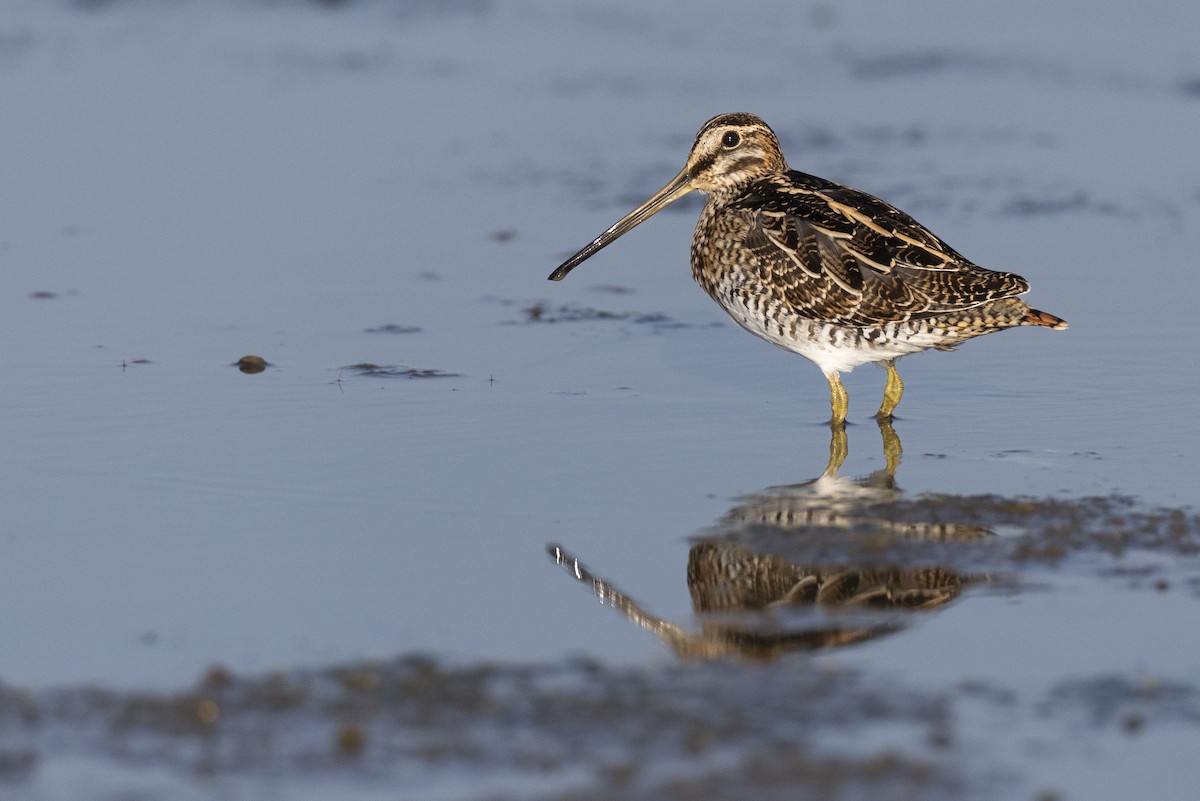 Баранець американський - ML652379760