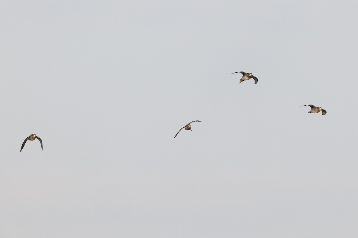 Баранець американський - ML652379761