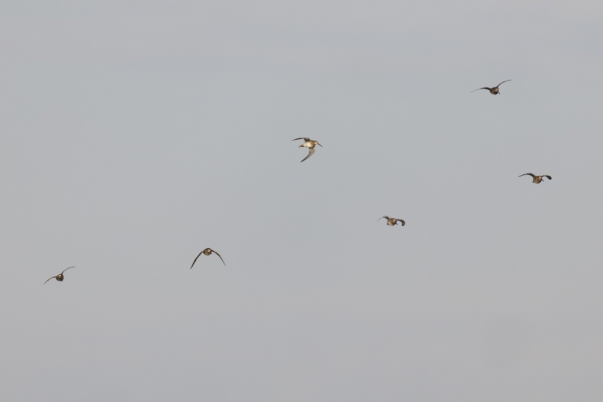 Баранець американський - ML652379762