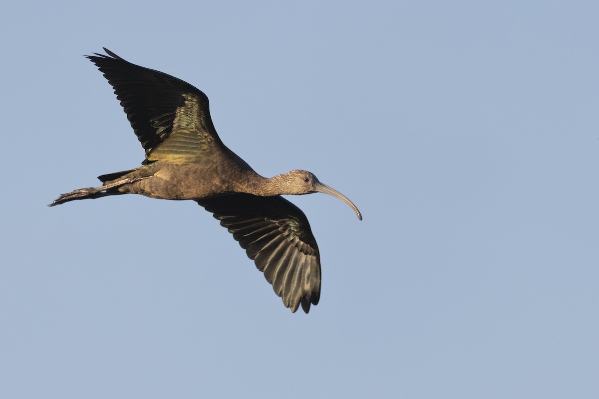 Коровайка американська - ML652379777