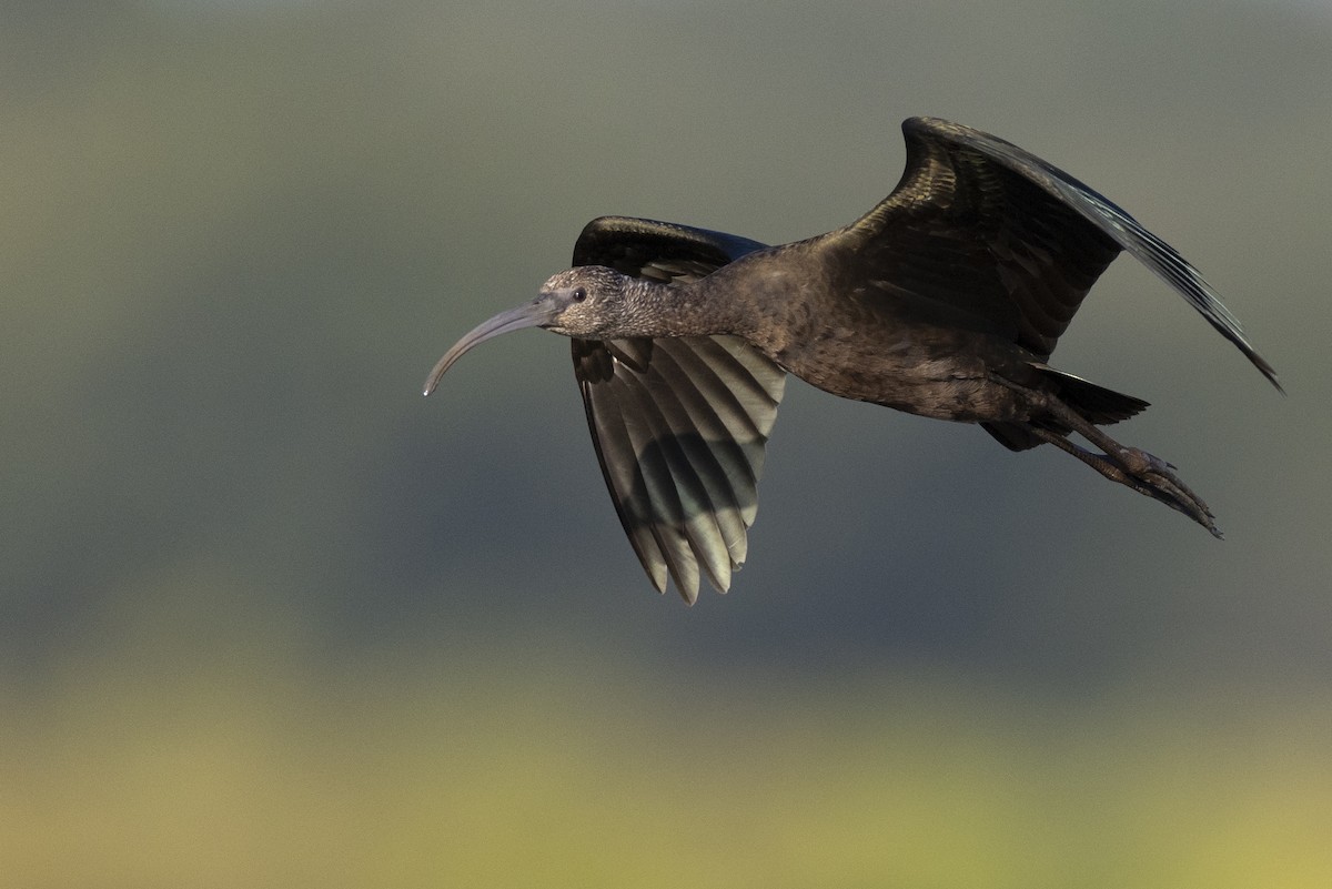 Коровайка американська - ML652379778