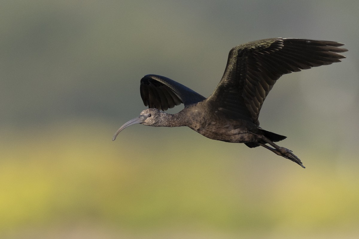 Коровайка американська - ML652379779