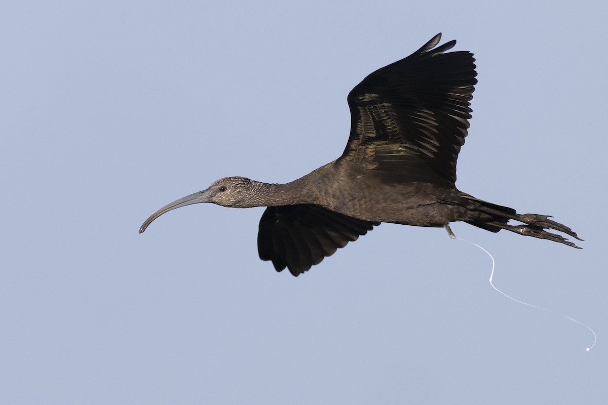 Коровайка американська - ML652379780