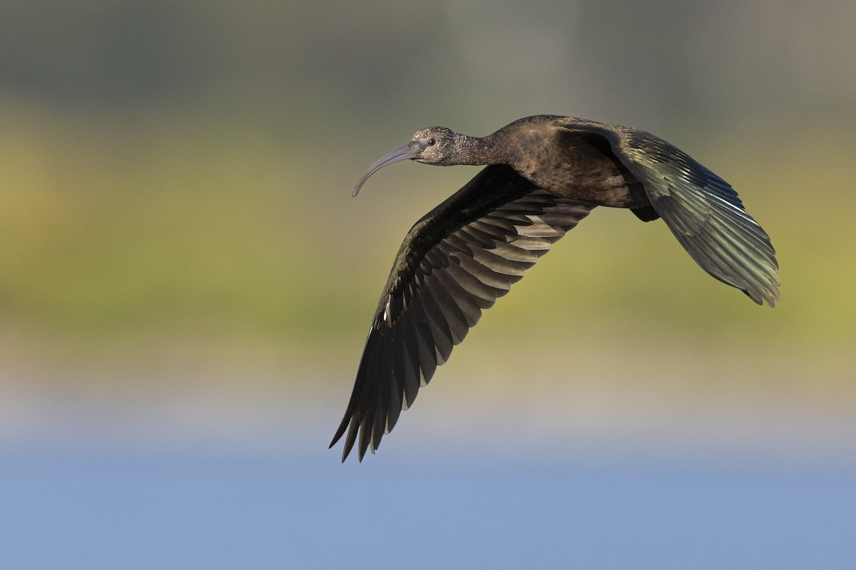 Коровайка американська - ML652379781