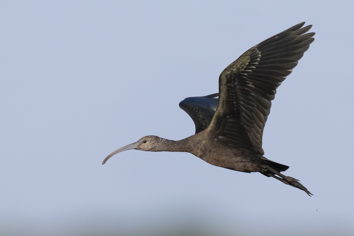 Коровайка американська - ML652379782