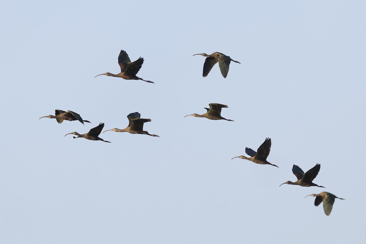 Коровайка американська - ML652379783