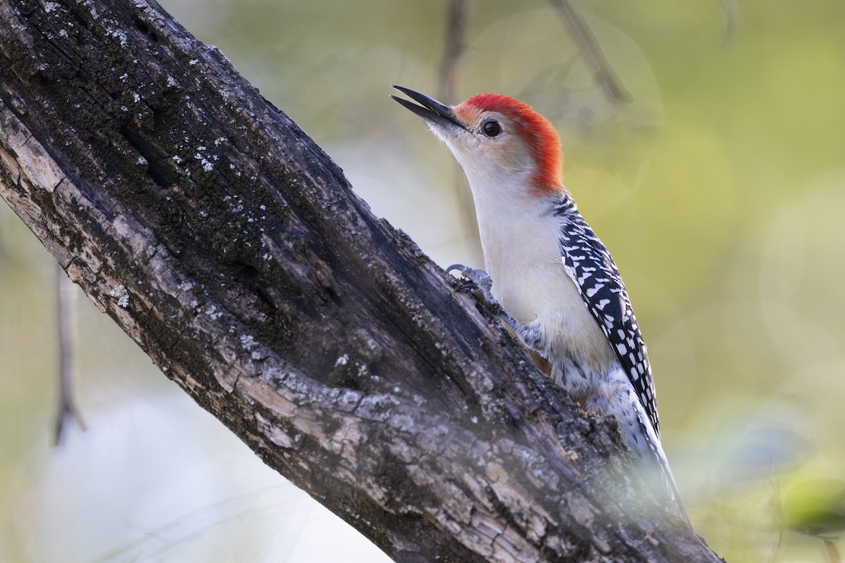 Гіла каролінська - ML652379795