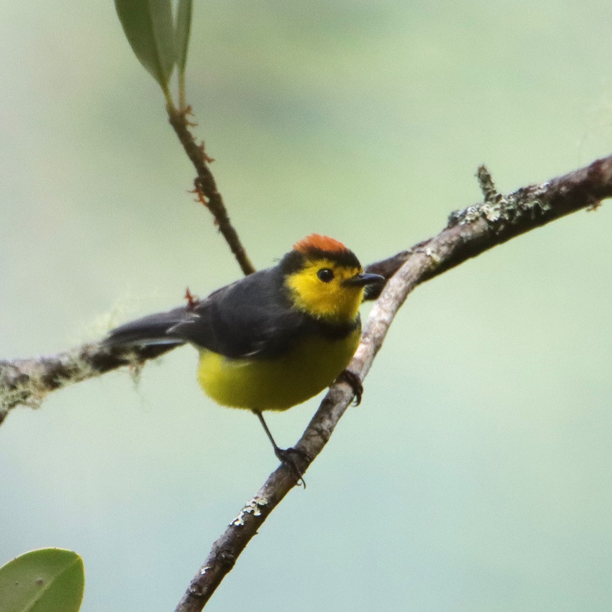 Чернітка коста-риканська - ML652379804