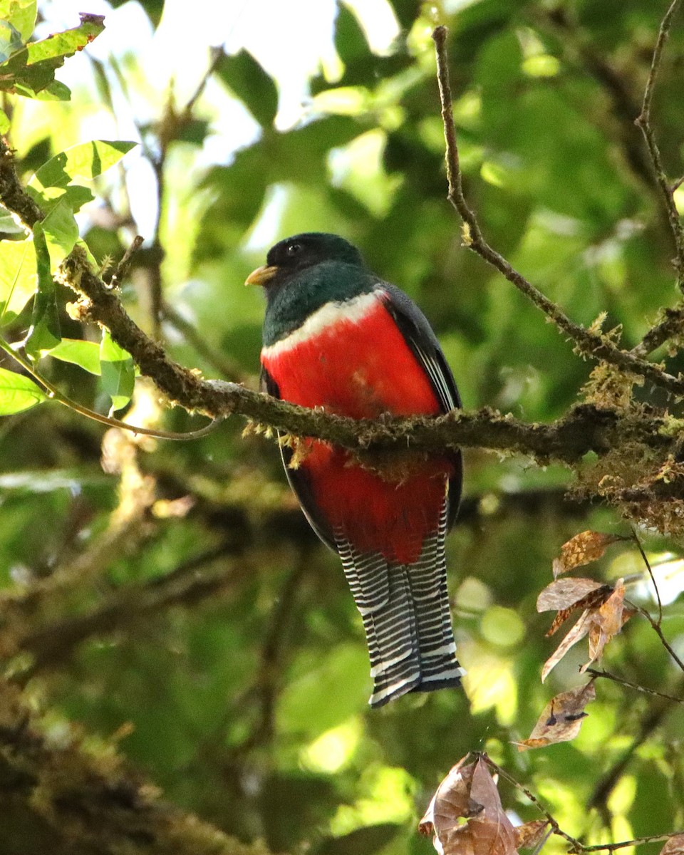 Трогон темноволий - ML652380117