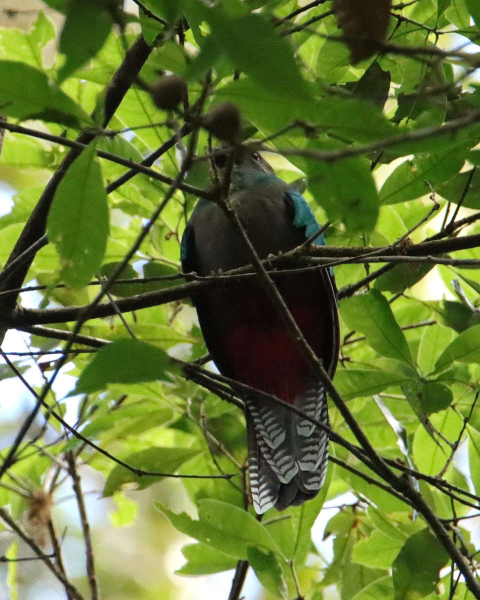 Квезал довгохвостий (підвид costaricensis) - ML652380128