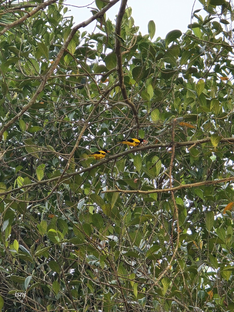 Bengalenpirol - ML652380143