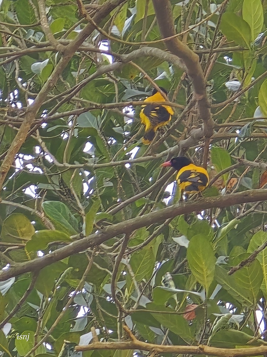 Bengalenpirol - ML652380144