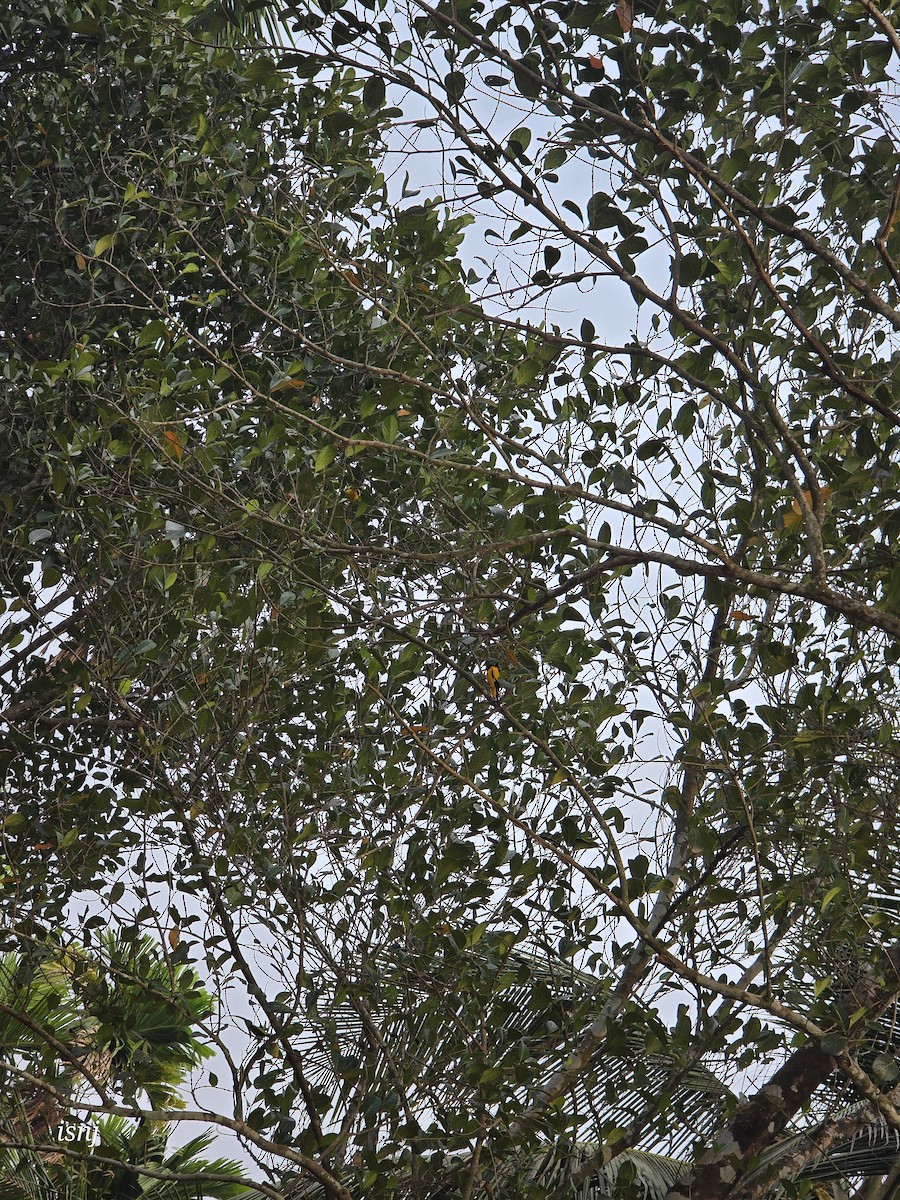 Bengalenpirol - ML652380145