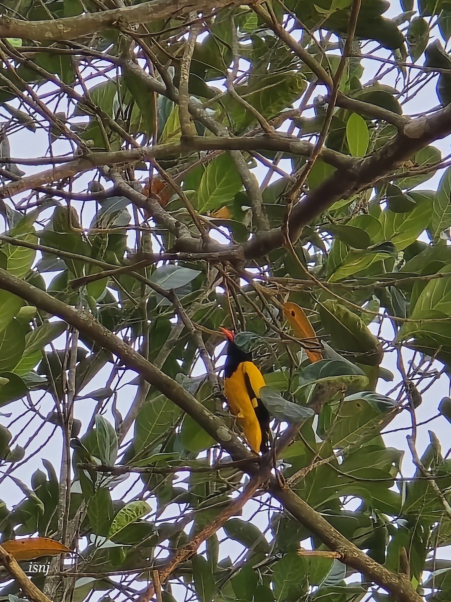 Bengalenpirol - ML652380146