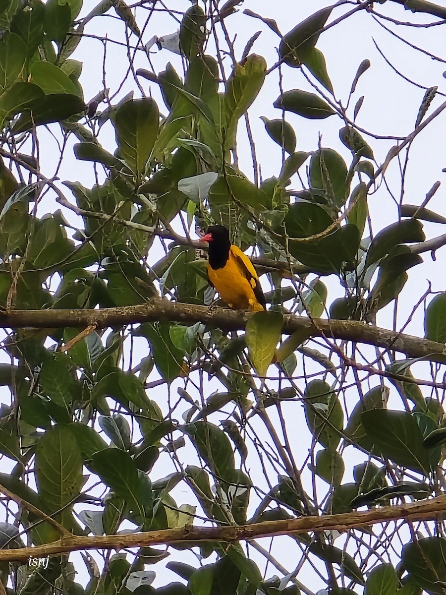 Bengalenpirol - ML652380147