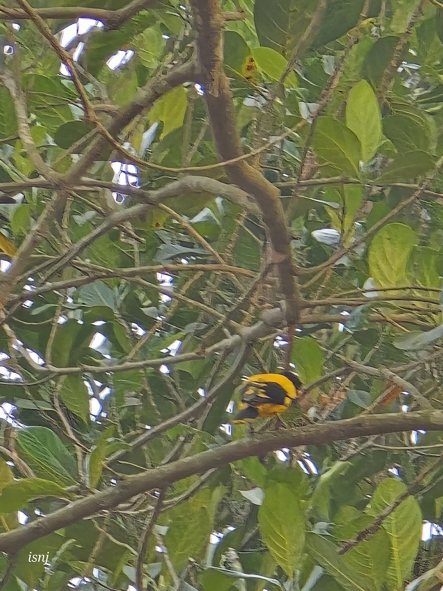 Bengalenpirol - ML652380148