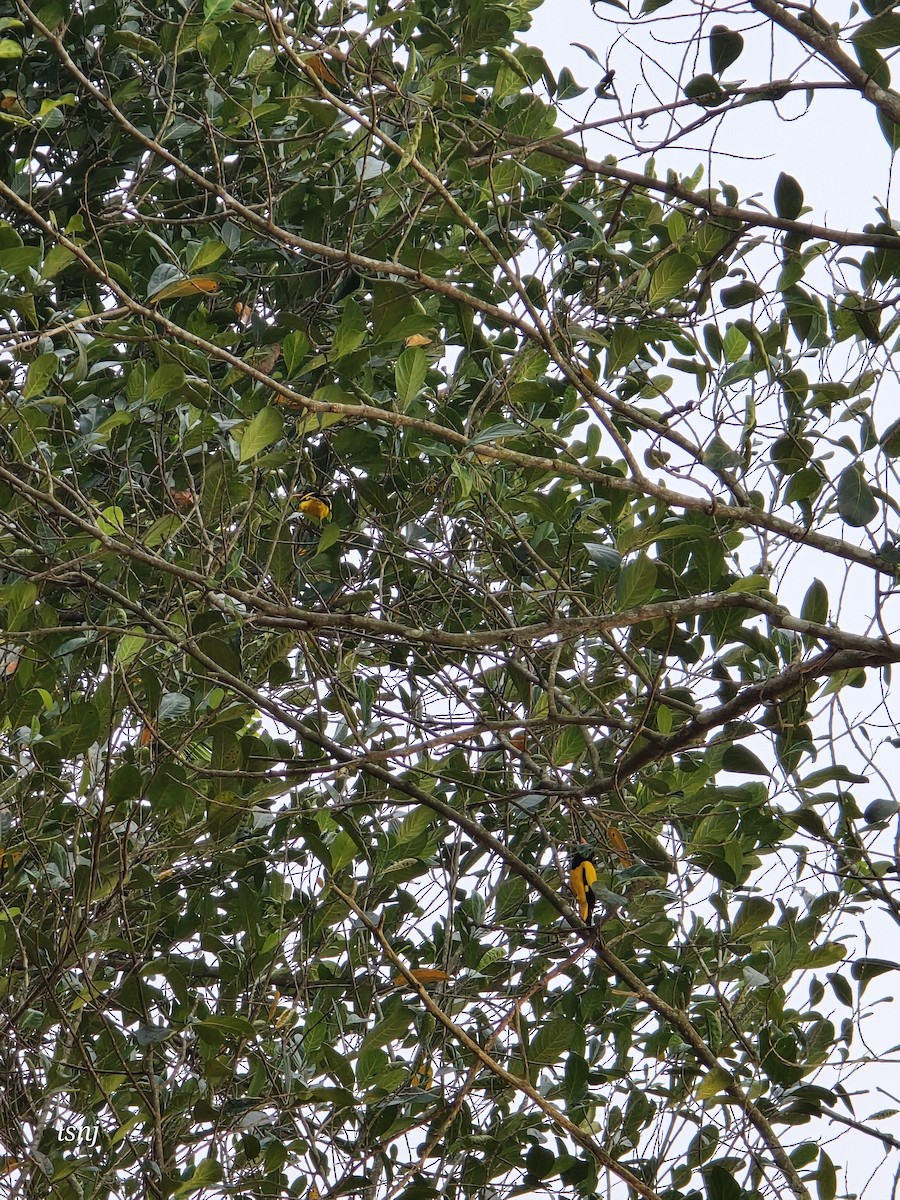 Bengalenpirol - ML652380149