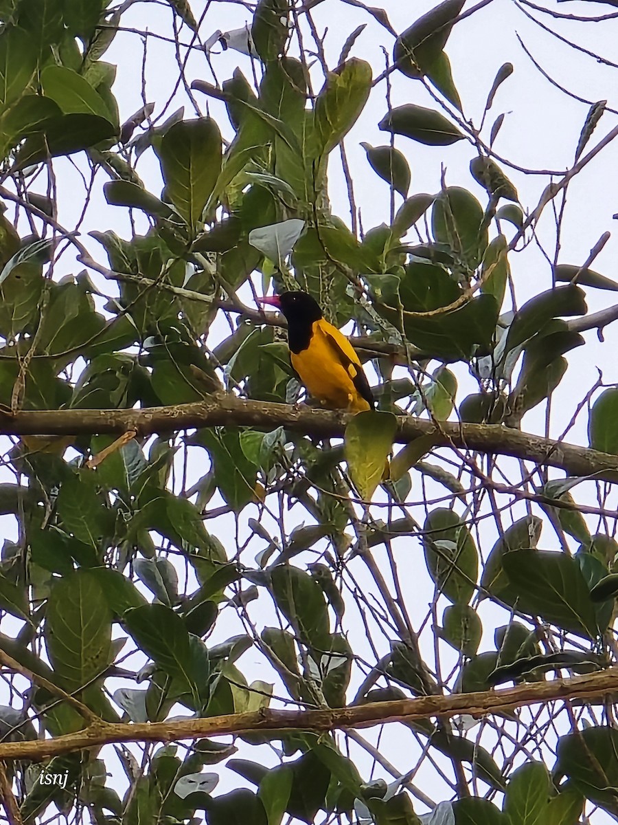 Bengalenpirol - ML652380150