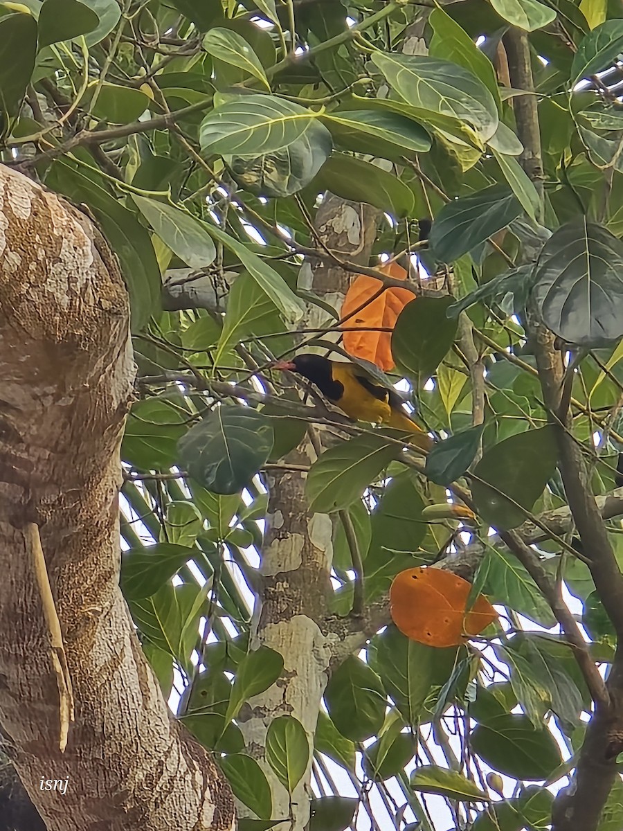 Bengalenpirol - ML652380151