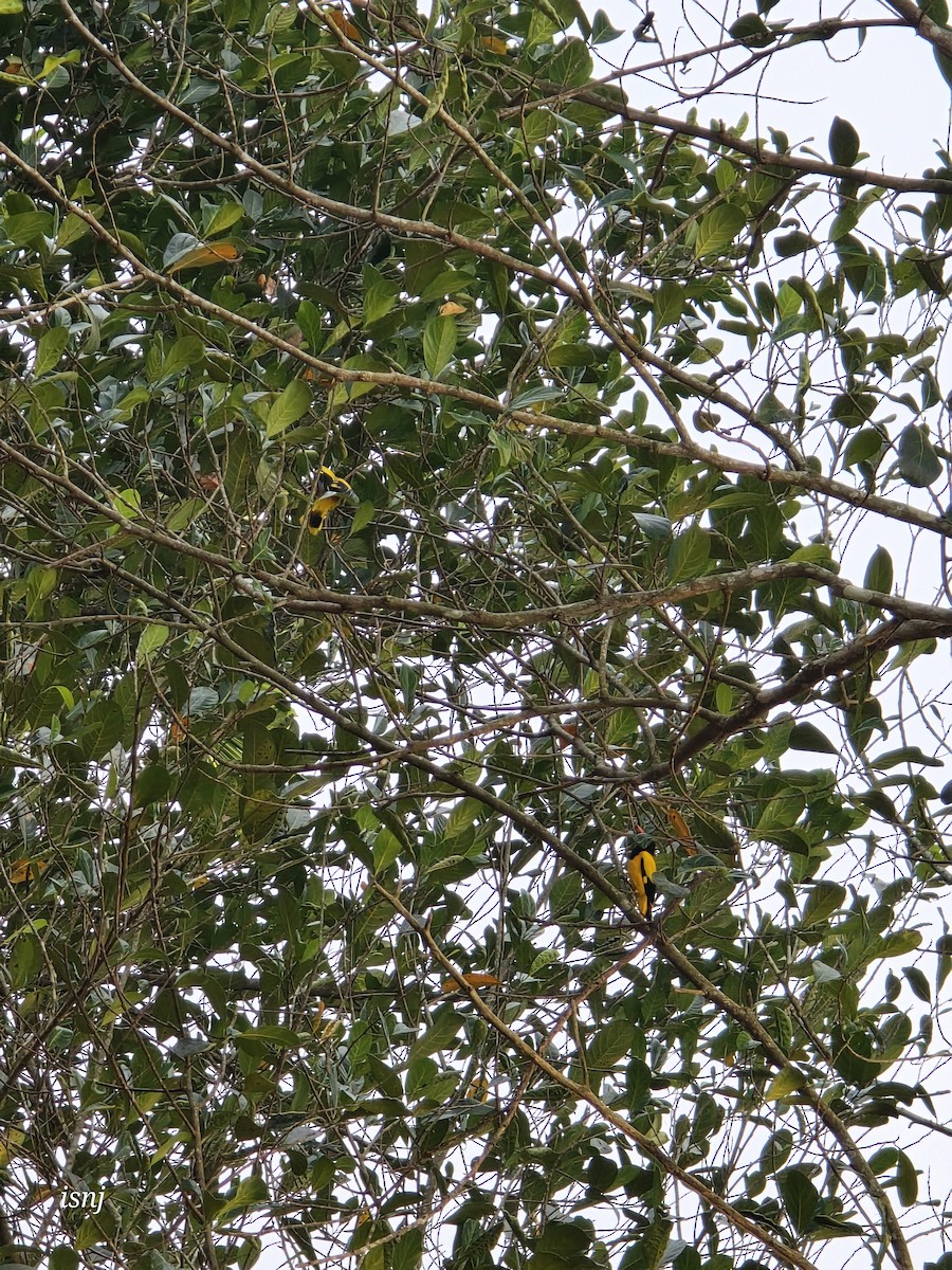 Bengalenpirol - ML652380152