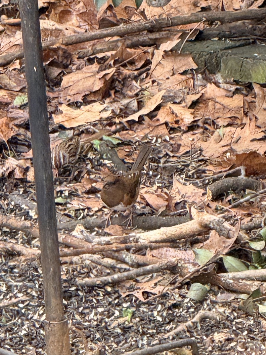 Красноглазый тохи - ML652380201