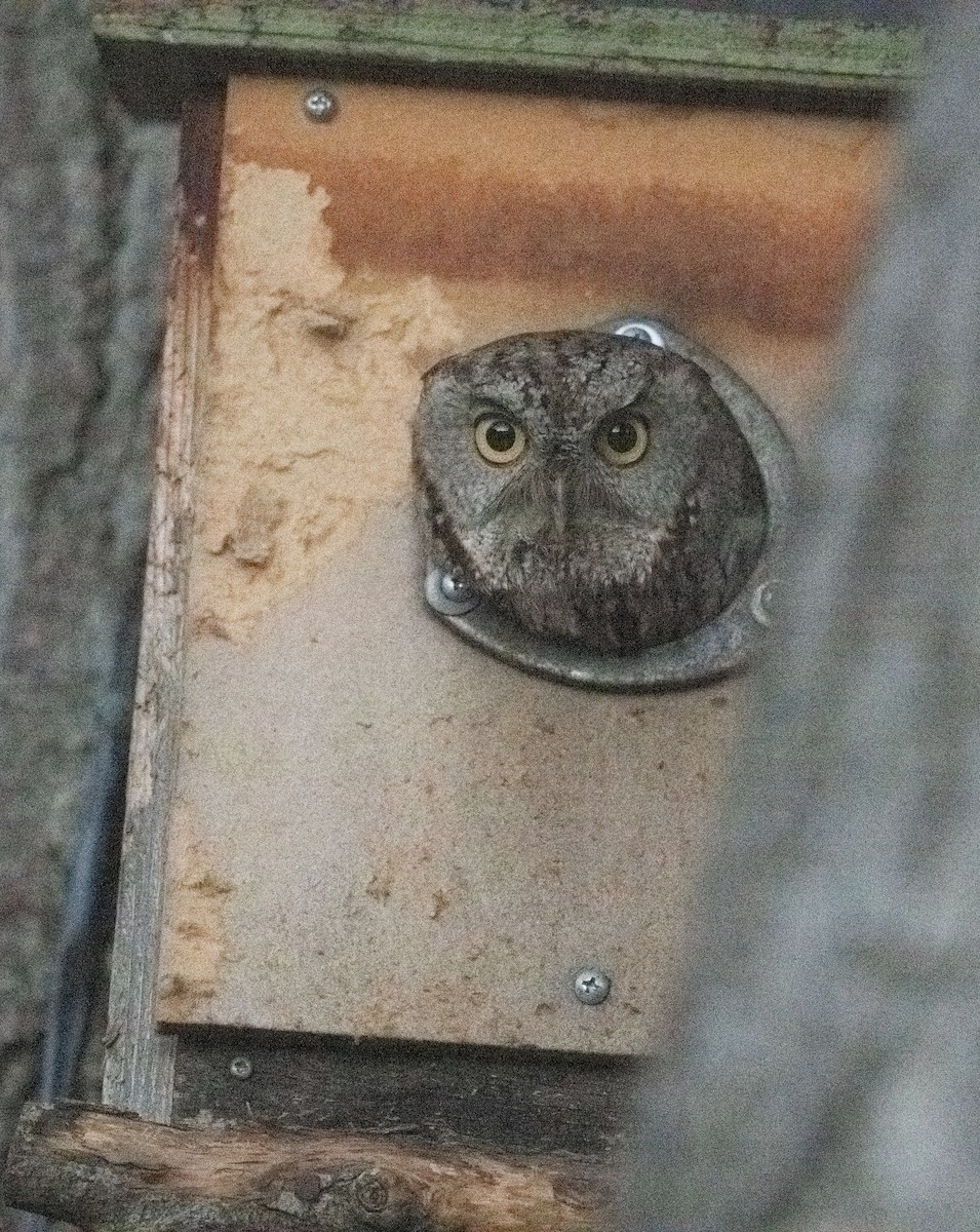 Petit-duc des montagnes - ML652380260