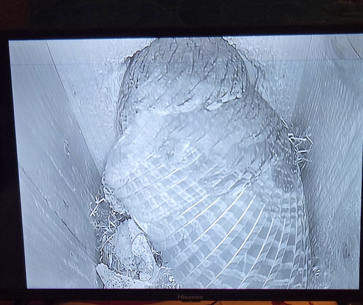 Petit-duc des montagnes - ML652380271