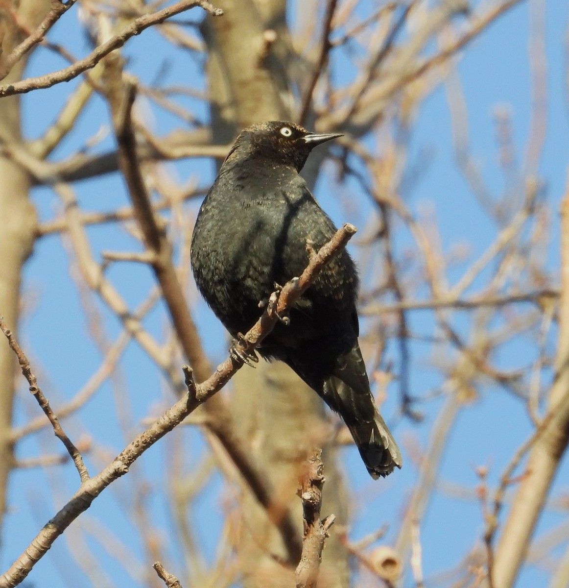Rusty Blackbird - ML652380523