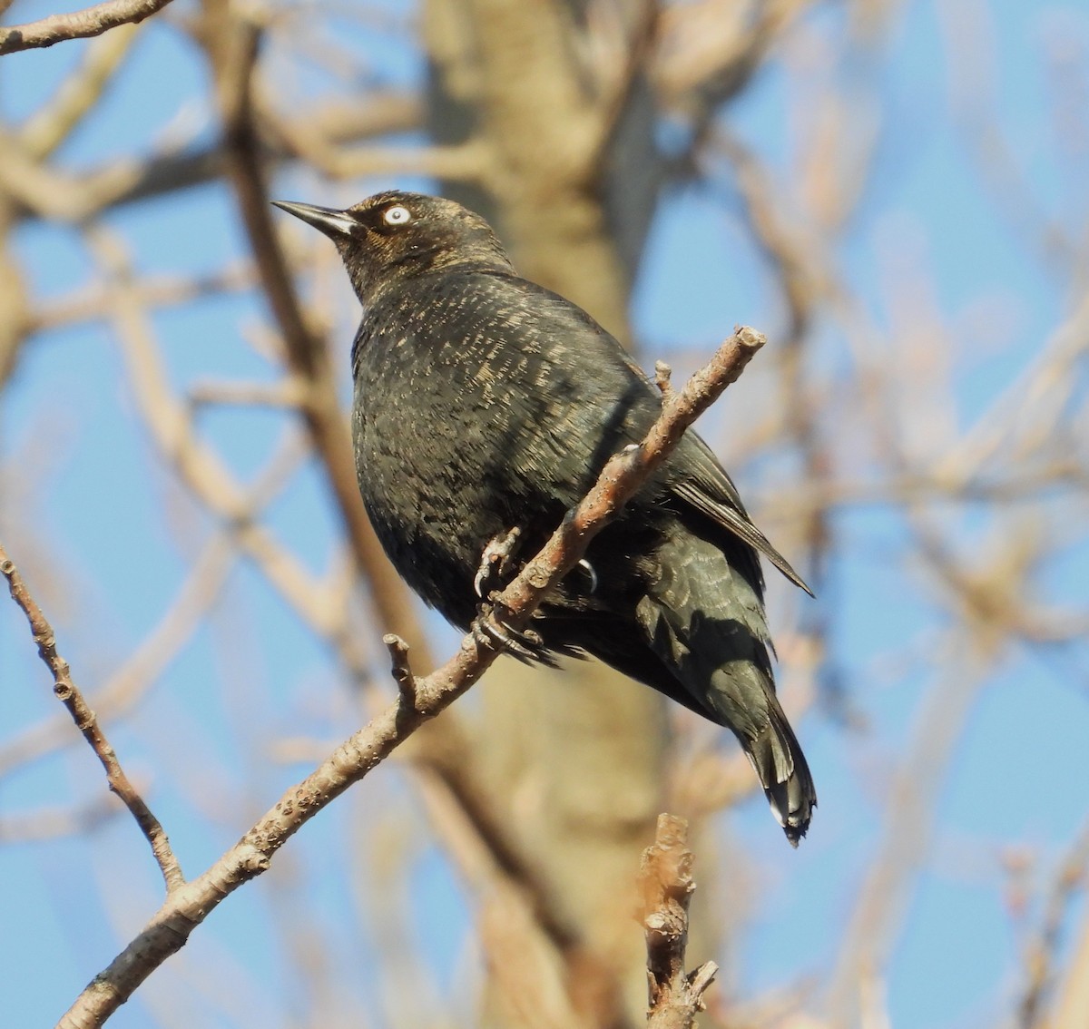 Rusty Blackbird - ML652380545