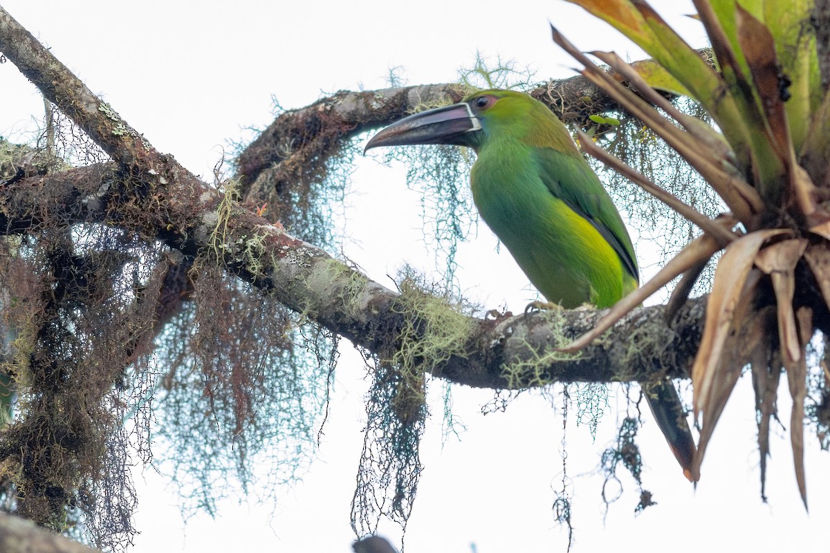 Crimson-rumped Toucanet - ML652380602