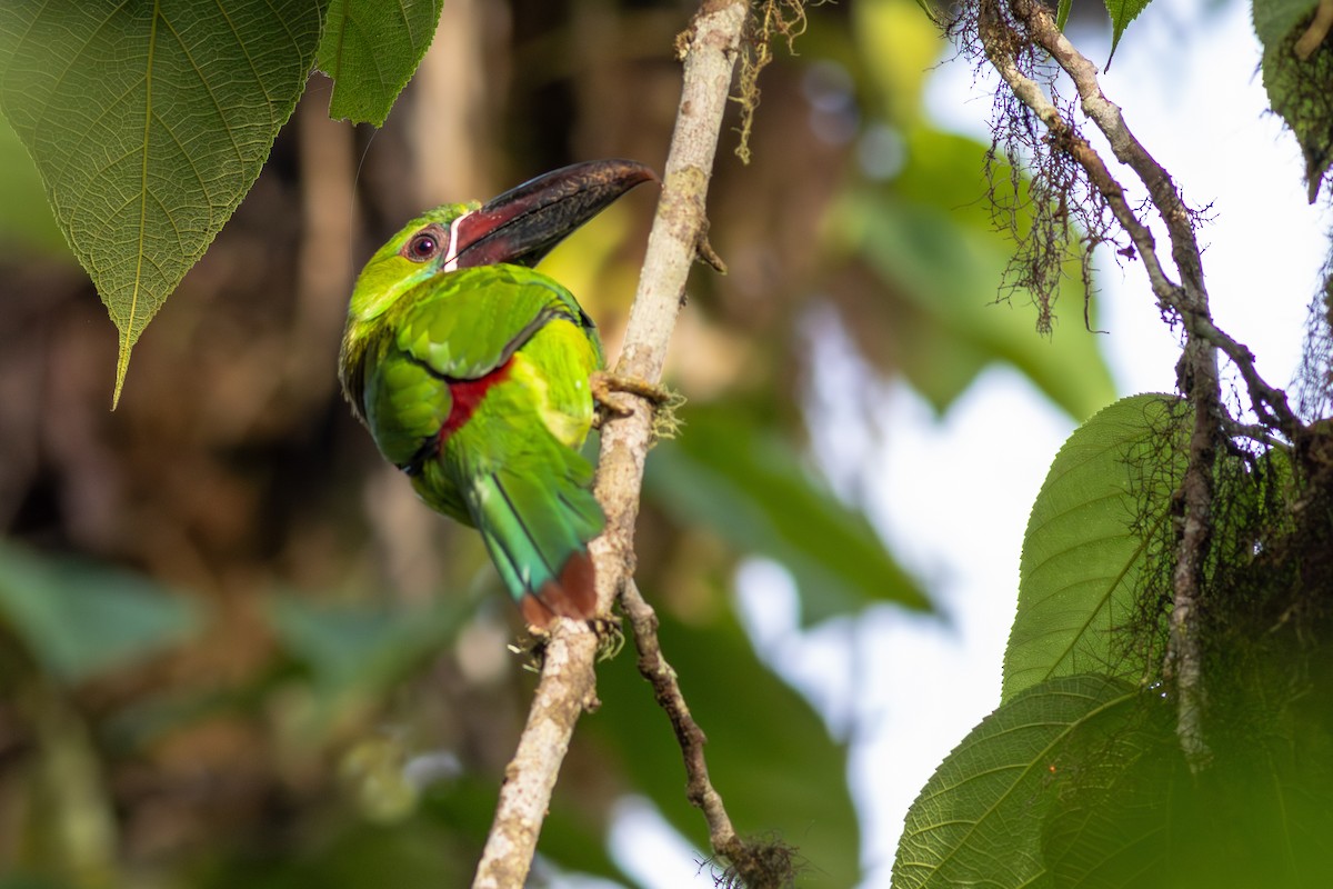 Crimson-rumped Toucanet - ML652380603