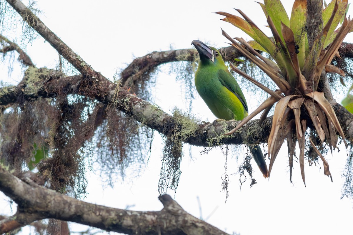 Crimson-rumped Toucanet - ML652380604
