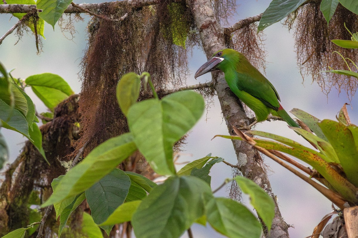 Crimson-rumped Toucanet - ML652380605