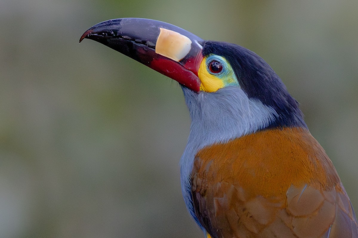 Plate-billed Mountain-Toucan - ML652380627