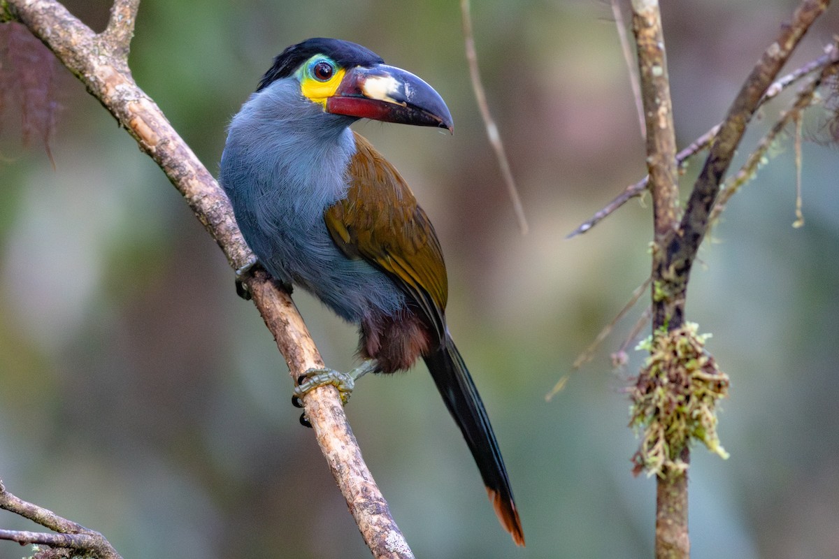 Plate-billed Mountain-Toucan - ML652380628