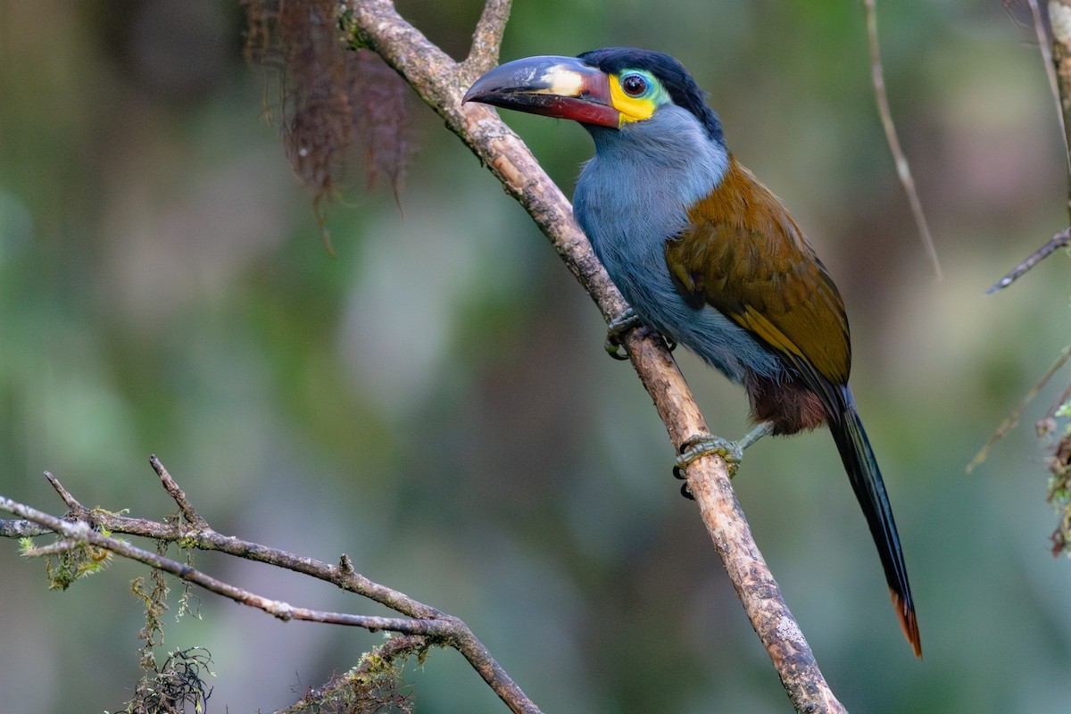 Plate-billed Mountain-Toucan - ML652380630